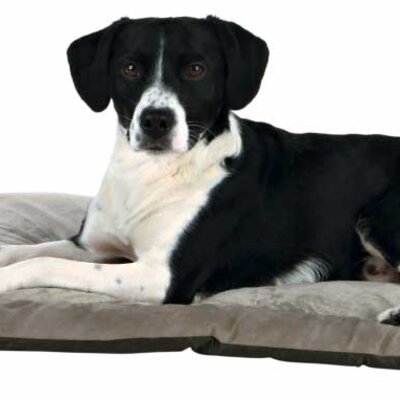 Prostirka za psa King Of Dogs 100cm Trixie 37945