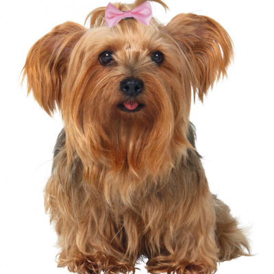 Ukrasne mašnice za pse 10 komada assorted Trixie 2296