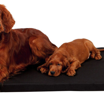 Jastuk za velike pse - 120cm Samoa Sky Black Trixie 28413