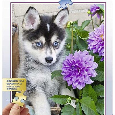 Puzle 500 delova - Haski štene- Ravensburger 13682