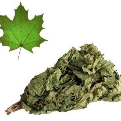 Oprema za saune - Grančice javora 3402272