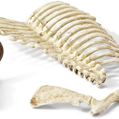 Schleich Figure - Kosti divljih životinja 42249