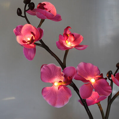 Svetleća orhideja u saksiji