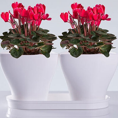 Saksije za cveće sa tacnom Jazz Mix and Play Bela