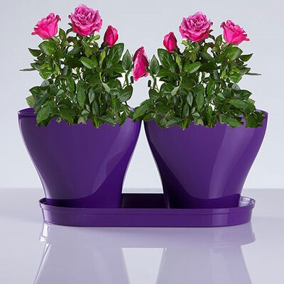 Saksije za cveće sa tacnom Jazz Mix and Play Ljubičasta