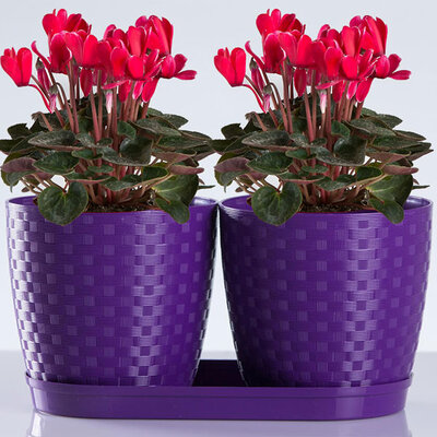 Saksije za cveće sa tacnom Inspira Mix and Play Ljubičasta