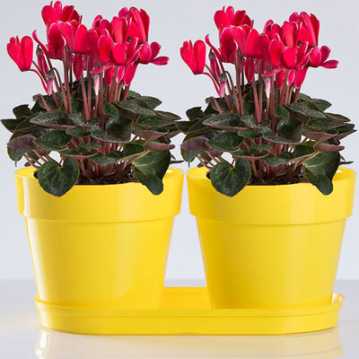 Saksije za cveće sa tacnom Frajle Mix and Play Žuta