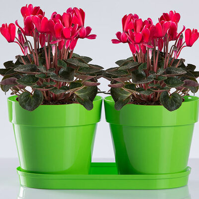 Saksije za cveće sa tacnom Frajle Mix and Play Zelena