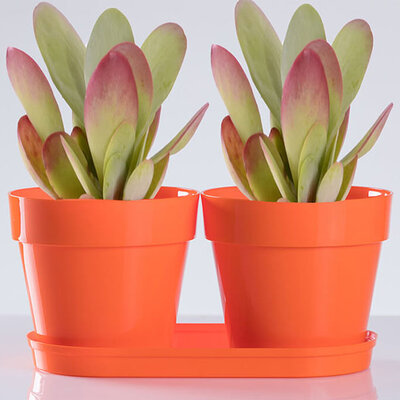 Saksije za cveće sa tacnom Frajle Mix and Play Narandžasta