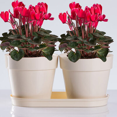 Saksije za cveće sa tacnom Frajle Mix and Play Bela