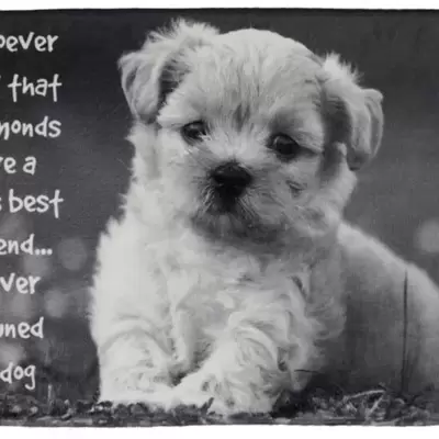 PROSTIRKE I ĆEBAD ZA PSE I MAČKE