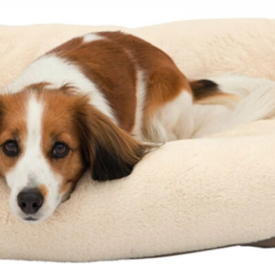 Trixie Ležaljka za pse Pippa 60cm 37497