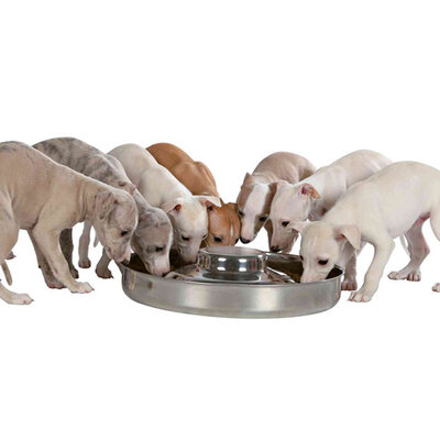 Posuda 29cm za hranjenje štenaca Trixie 25281