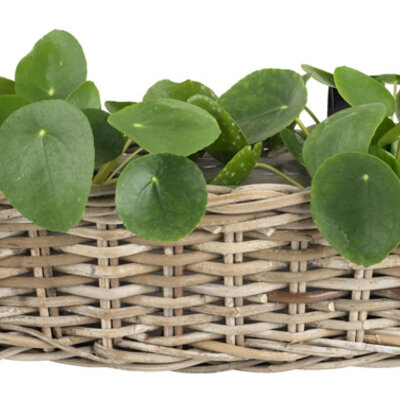 Balkonska saksija Hawel Cubu