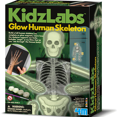 Napravi i upoznaj ljudski skelet 4M Kidz Labz 4M03375