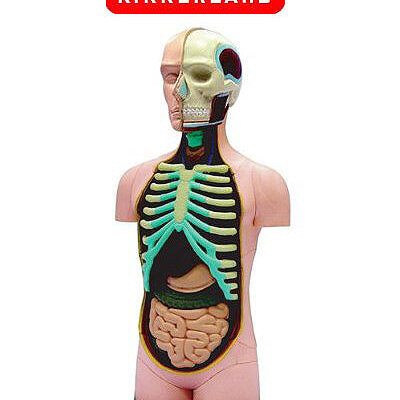 Kikkerland Ljudski Torzo 3D Puzzle