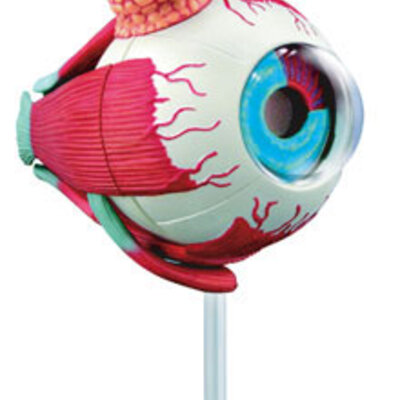 Kikkerland Ljudsko Oko 3D Puzzle