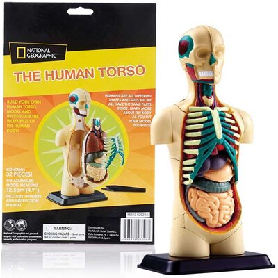 Edu Science Model ljudskog tela SK008