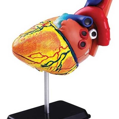 Edu Science Model ljudskog srca SK009