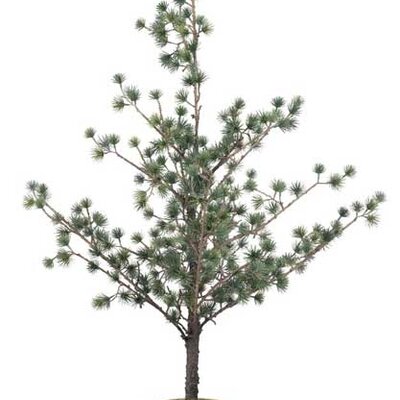 Novogodišnja jelka visine 115cm sa saksijom