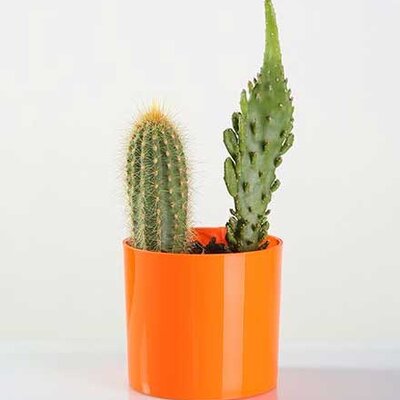 Saksija sa magnetom za malo cveće Magnetika 9 Narandžasta