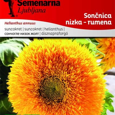 Seme za cveće - Suncokret niski žuti - Helianthus annuus 3702