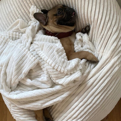 KREVETI KORPE ZA PSE I MAČKE