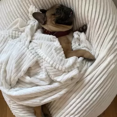 KREVETI KORPE ZA PSE I MAČKE