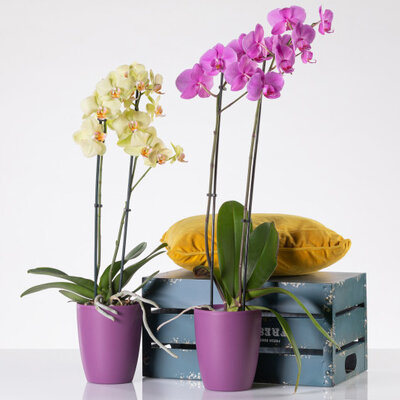 Orhid mat saksija 13cm lavanda