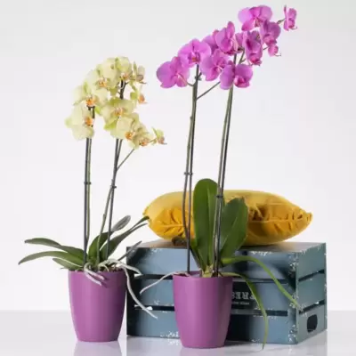 Orhid mat saksija 13cm lavanda