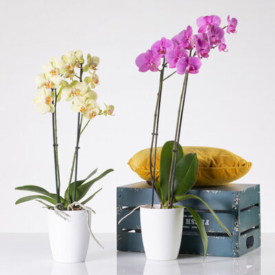 Orhid mat saksija 13cm bela