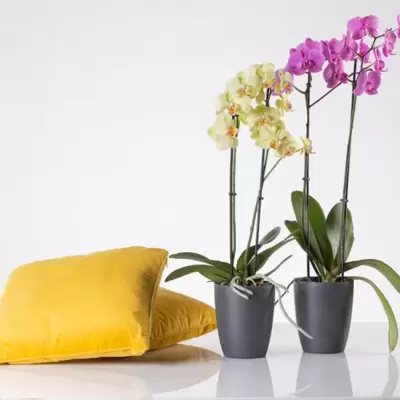 Orhid mat saksija 13cm siva