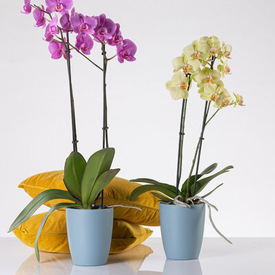 Orhid mat saksija 13cm plava