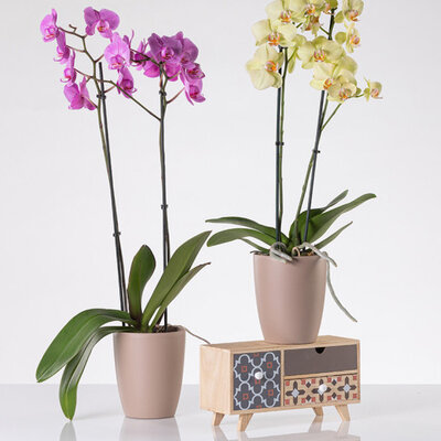 Orhid mat saksija 13cm bež