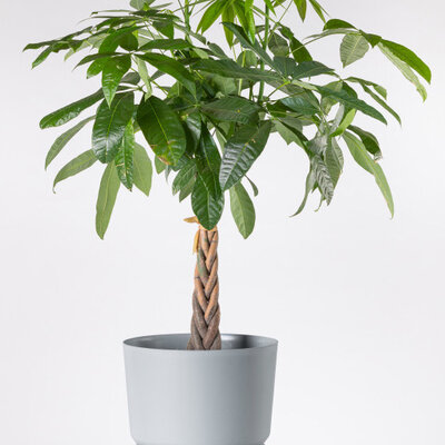 Tara saksija 22cm mermerno siva