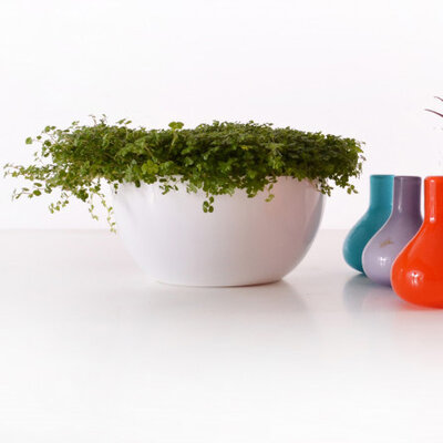 Čeri plus saksija 18cm bela