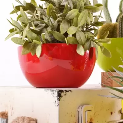 Čeri plus saksija 18cm crvena