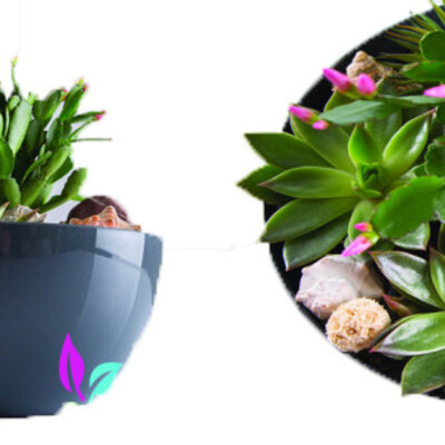 Čeri plus saksija 18cm siva