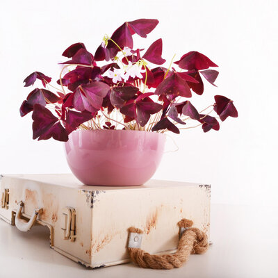 Čeri saksija 24cm jorgovan