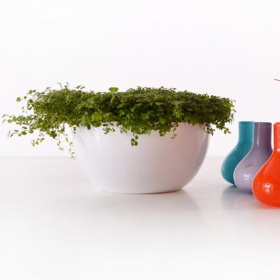 Čeri saksija 24cm bela