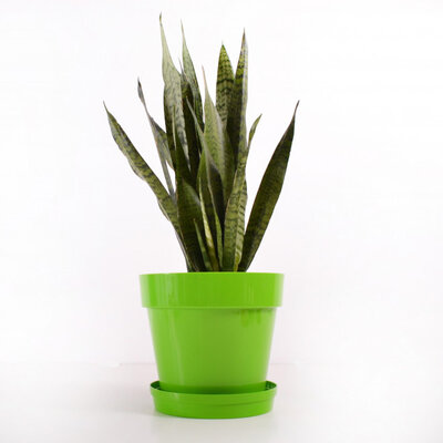 Crystal saksija 14 cm zelena