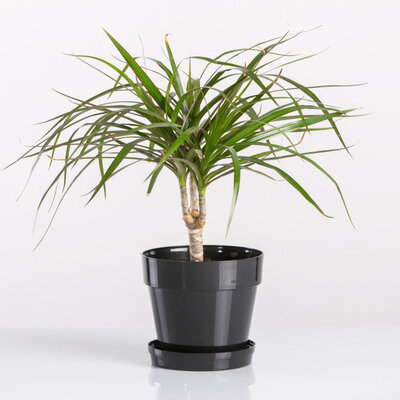 Crystal saksija 14 cm siva