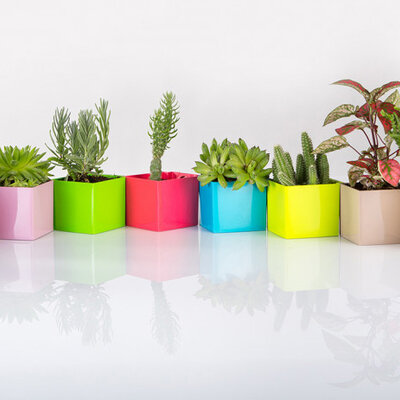 Magnetna saksija Cube 6x6 cm krem