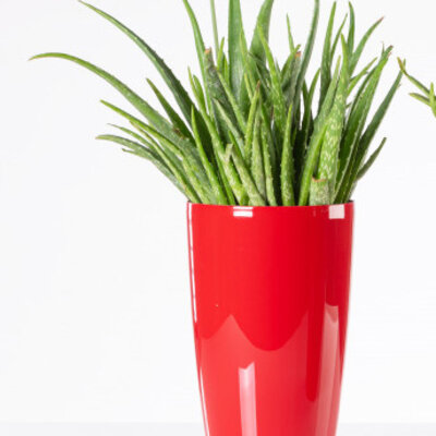 Saksija sa sistemom za zalivanje Diva 20 okrugla crvena