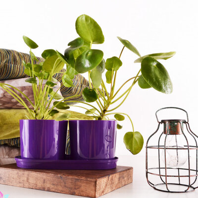 Komplet 2 saksije sa tacnom Drama Mix and PlaY ljubičasta