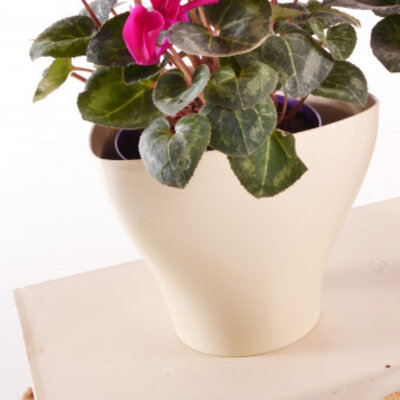 Saksija Hidrija 15 cm krem