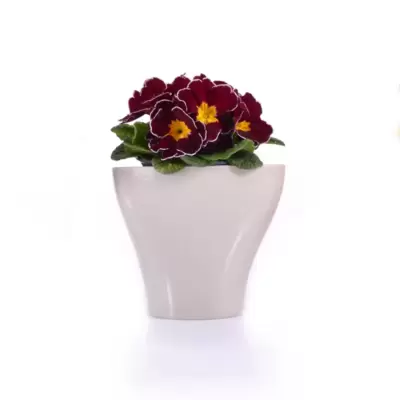 Saksija Hidrija 15 cm bela