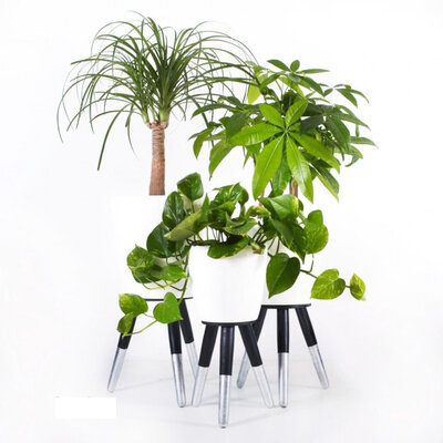 Drveni srebrno-crni stalak sa belom saksijom 30cm