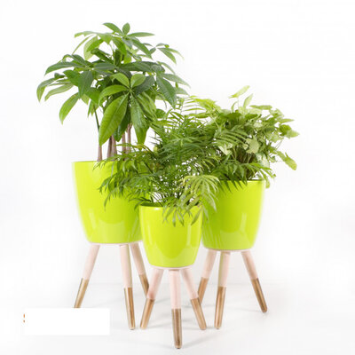 Drveni zlatno-beli stalak sa svetlo zelenom saksijom 20cm