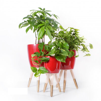 Drveni zlatno-beli stalak sa crvenom saksijom 20cm